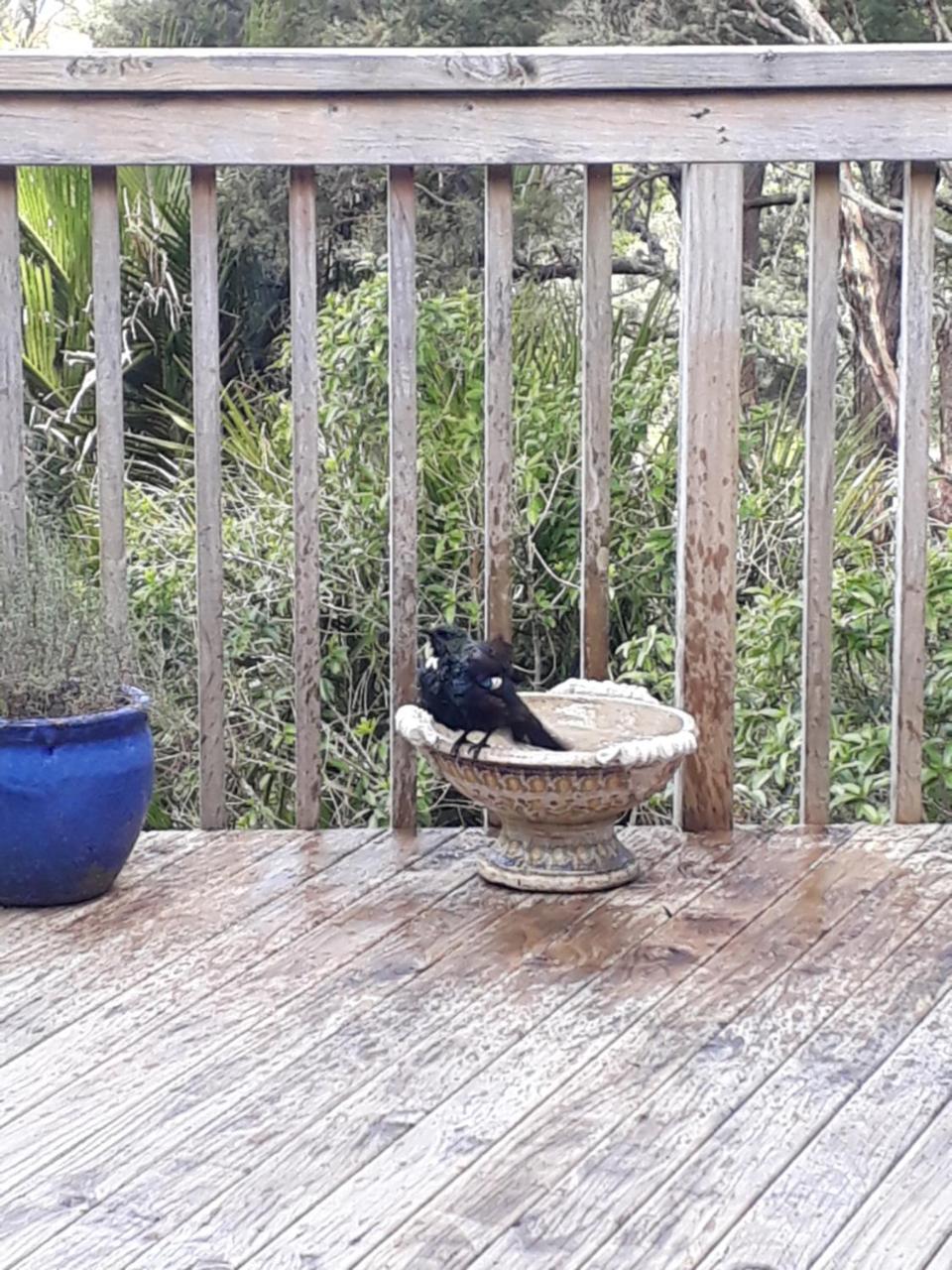 Tastebuds Bed N Breakfast Auckland Exterior foto